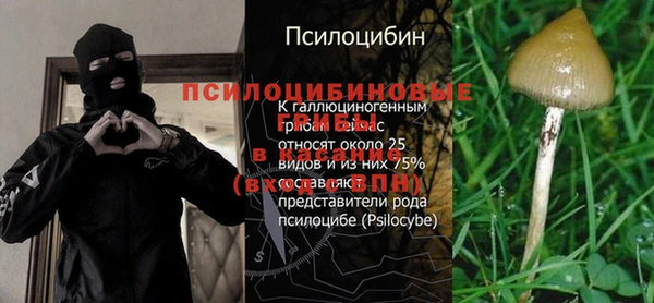 ПСИЛОЦИБИНОВЫЕ ГРИБЫ Михайлов